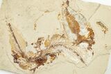 Three Cretaceous Fossil Fish with Pos/Neg - Lebanon #201346-1